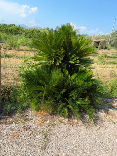 Cycas revoluta contattare - cycas,